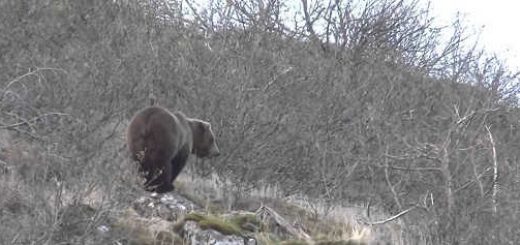 Охота на медведей в Канаде видео