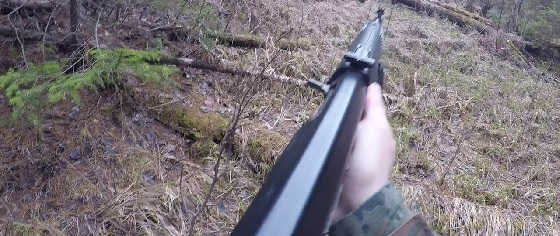 Охота на медведя с лайкой в западной Сибири видео