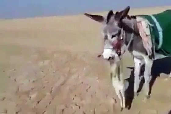 Осел поймал лису видео