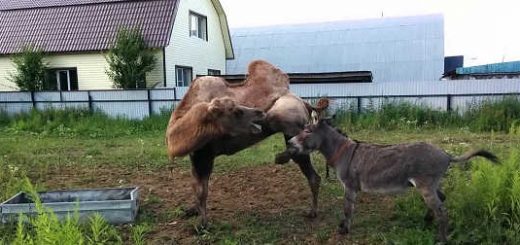 Осел и верблюд видео