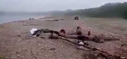 Рыбаки застрелили медведя видео