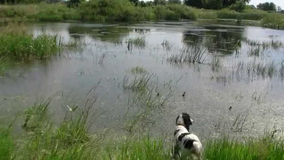 Работа спаниелей и легавых по фазану и утке в Харьковской области видео