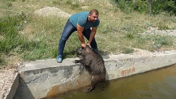 Спасение кабанов из оросительного канала видео