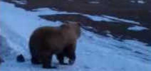 Медведь на Чукотке вышел к палаткам видео