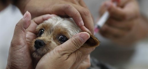 Услуги вакцинации щенков и котят