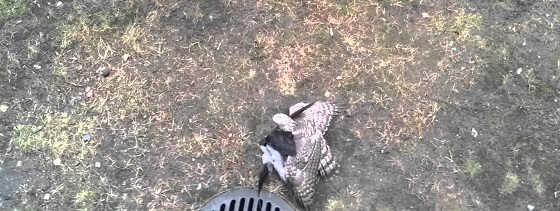 Ястреб поймал ворону видео