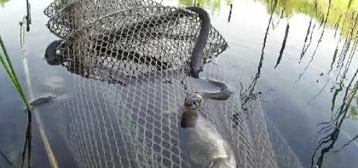Змеи атакуют рыбаков видео