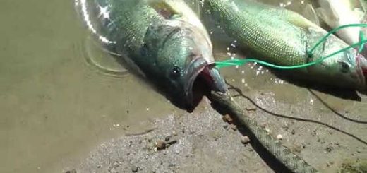 Змея в воде напала на рыбу видео