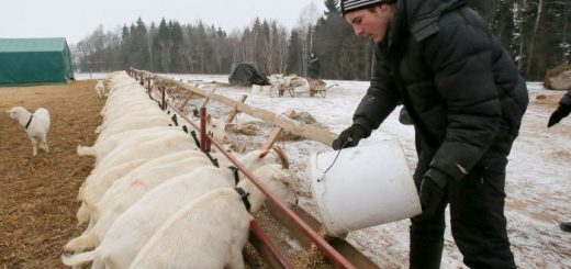 С чего начать фермерское хозяйство