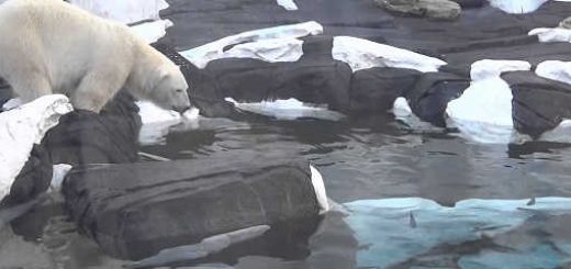 Белый медведь на крутом обрыве видео