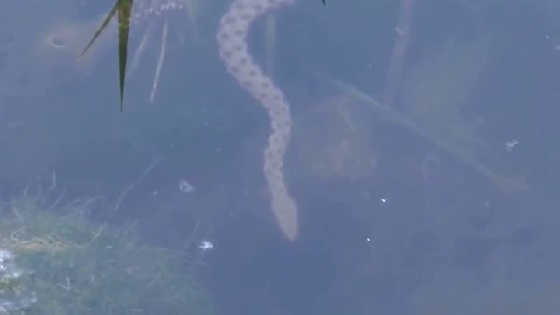 Гадюка нападает под водой видео