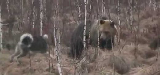 Медведь против собаки видео