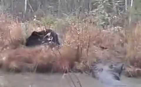 видео об охоте на гуся