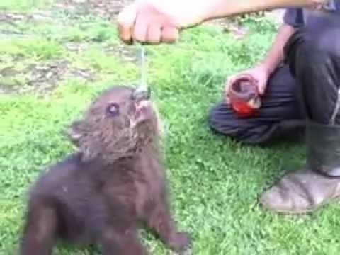 Медвежонок и варенье видео