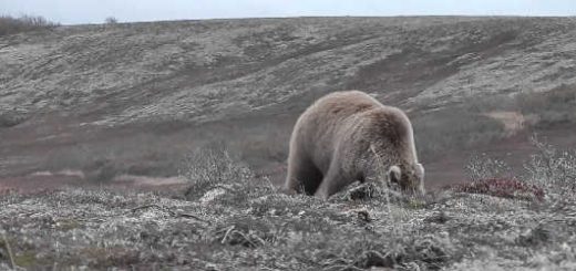 Нападение медведя на Аляске видео