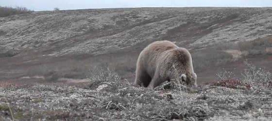 Нападение медведя на Аляске видео