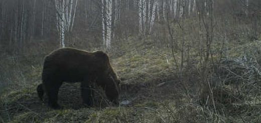 Нападение медведя на охотников видео