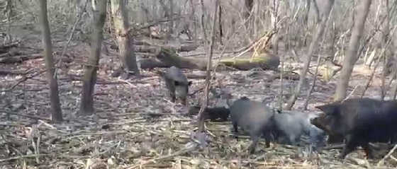 Охота на кабанов в Венгрии видео