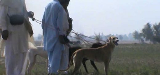 Охота с собаками в Пакистане видео