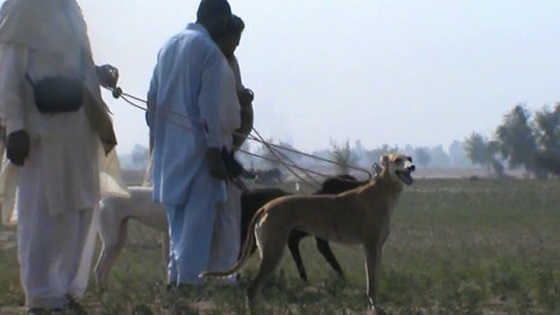 Охота с собаками в Пакистане видео