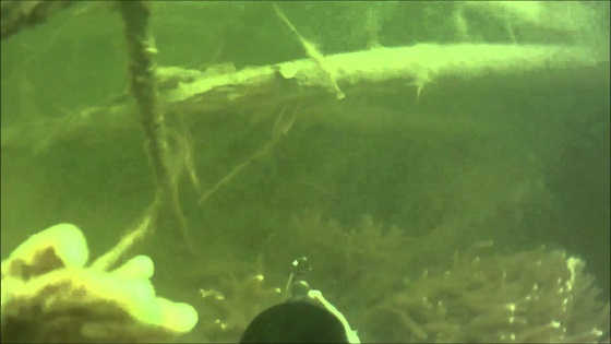 Подводная охота на Ахтубе видео
