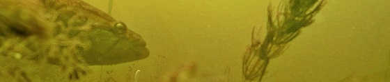 Реакция рыбы на куриные яйца видео