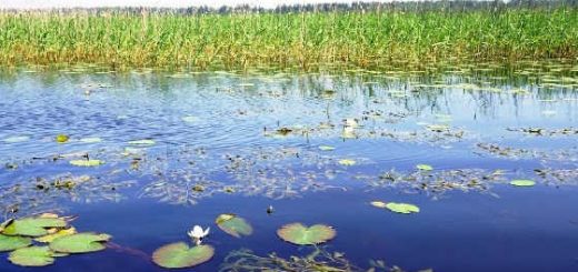 Рыбалка на заросшем водоёме видео