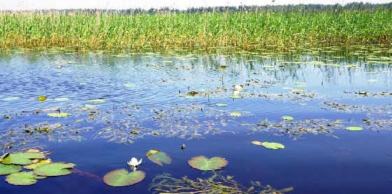 Рыбалка на заросшем водоёме видео