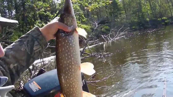 Секреты ловли щуки в июле видео
