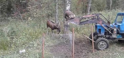 Спасли лося запутавшегося в сетке видео