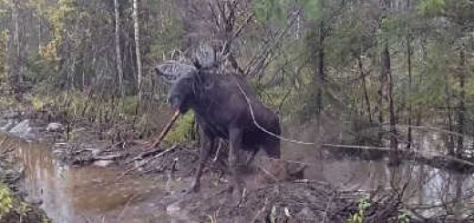 Лось запутался в проводах видео