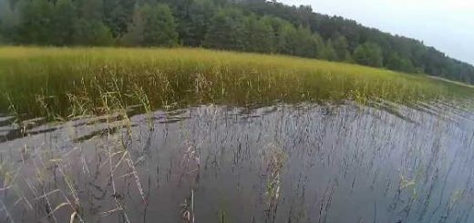 Ловля щуки на лягушку видео