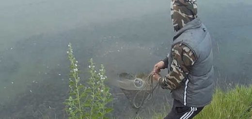 Ловля карпа на кастинговую сеть