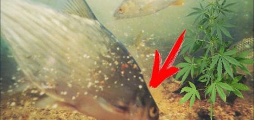 Реакция рыбы на коноплю видео