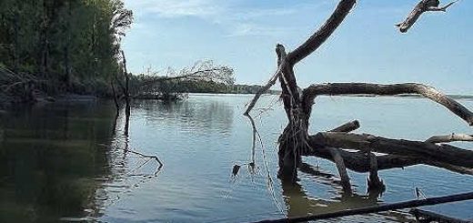 Рыбалка на поролон в корягах