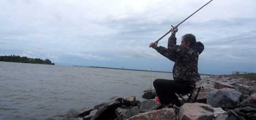 Рыбалка с фидером на Финском заливе видео
