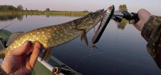 Ловля щуки в сентябре 2018