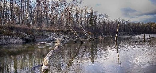 Попали на жор в коряжнике