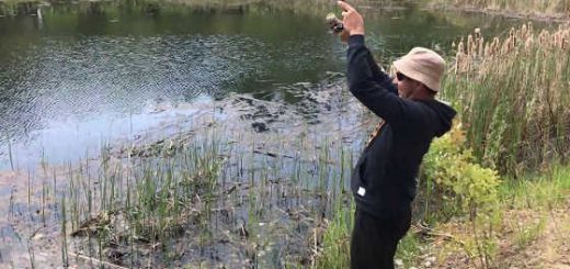 Ловля щук на малом водоеме