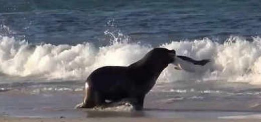 Морской лев охотится на пингвина