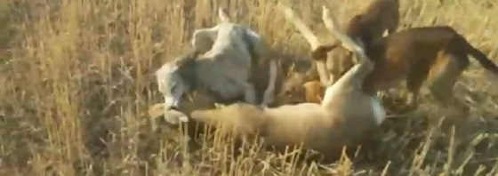 Охота на косулю с собаками