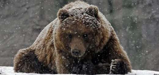 Охота на медведя по первому снегу