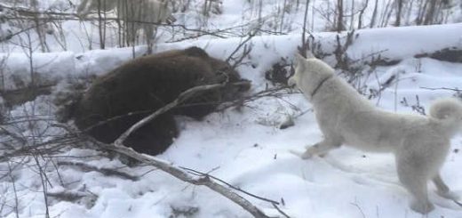 Охота на медведя с западно-сибирской лайкой