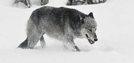 Охота на волка капканами