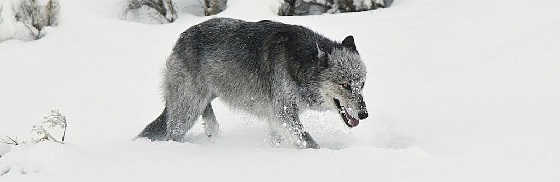 Охота на волка капканами
