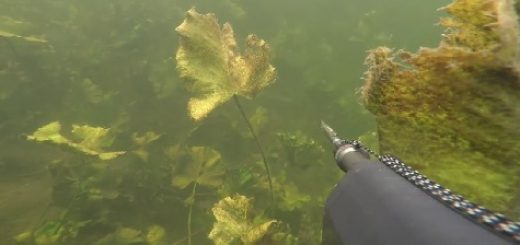 Подводная охота осенью
