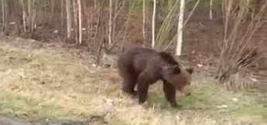 Что может произойти при встрече с медведем