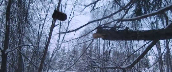 Проверка капкана на бобра