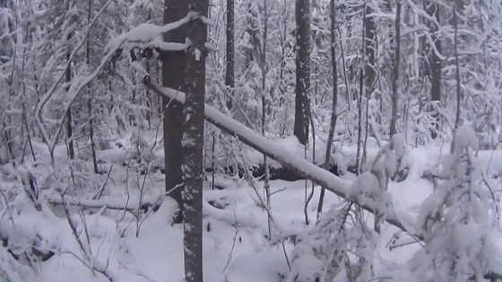 Проверка капканов на волка