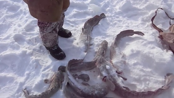 Нашел тропу налима